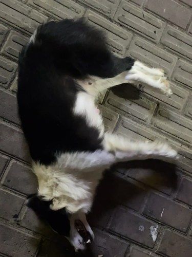 ⚠️狗狗中毒后怎么救治❗️养宠家长码住！