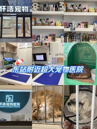 从i猫变成e猫需要几步，社恐猫咪也能治愈