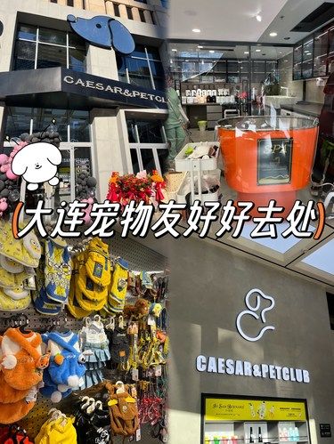 大连新开的超棒的宠物俱乐部