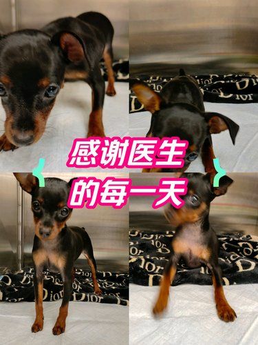 大连市有一家宠物医院