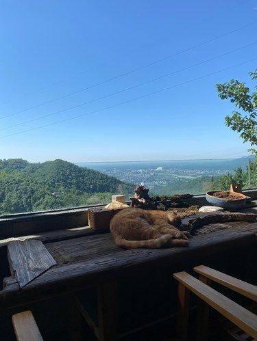 不是大理，是成都，真的是成都，1h的山谷秘境森林茶空间