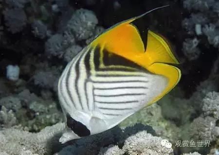 海水鱼到底怎么养？如何才能养活海水鱼，本文带你走进海洋世界，海水扫盲贴（系统篇）