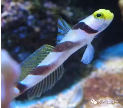 海水鱼到底怎么养？如何才能养活海水鱼，本文带你走进海洋世界，海水扫盲贴（系统篇）