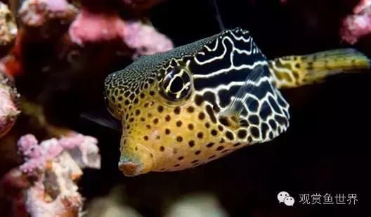海水鱼到底怎么养？如何才能养活海水鱼，本文带你走进海洋世界，海水扫盲贴（系统篇）