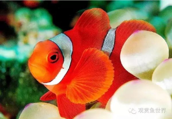 海水鱼到底怎么养？如何才能养活海水鱼，本文带你走进海洋世界，海水扫盲贴（系统篇）