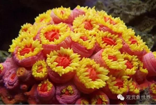 海水鱼到底怎么养？如何才能养活海水鱼，本文带你走进海洋世界，海水扫盲贴（系统篇）