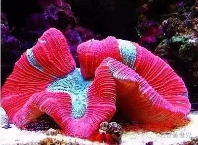 海水鱼到底怎么养？如何才能养活海水鱼，本文带你走进海洋世界，海水扫盲贴（系统篇）