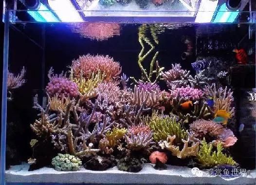 海水鱼到底怎么养？如何才能养活海水鱼，本文带你走进海洋世界，海水扫盲贴（系统篇）