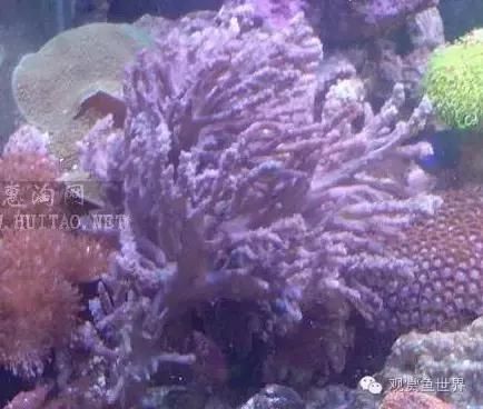 海水鱼到底怎么养？如何才能养活海水鱼，本文带你走进海洋世界，海水扫盲贴（系统篇）