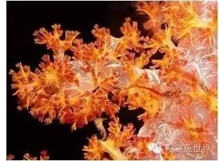 海水鱼到底怎么养？如何才能养活海水鱼，本文带你走进海洋世界，海水扫盲贴（系统篇）