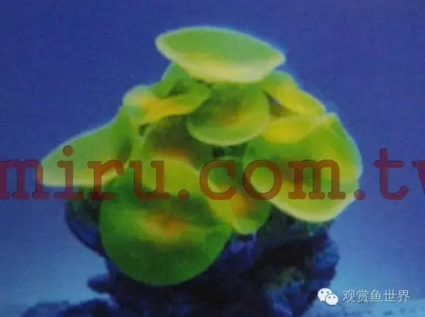 海水鱼到底怎么养？如何才能养活海水鱼，本文带你走进海洋世界，海水扫盲贴（系统篇）