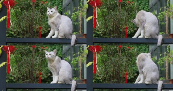 【合集】清新唯美猫咪视频，宠物萌宠警惕