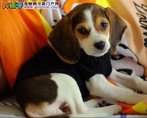 比格犬毛色变浅了 吃鱼肉有帮助吗