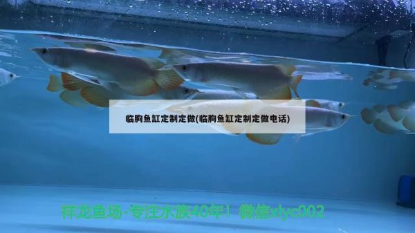 临朐鱼缸定制定做(临朐鱼缸定制定做电话) 黑白双星