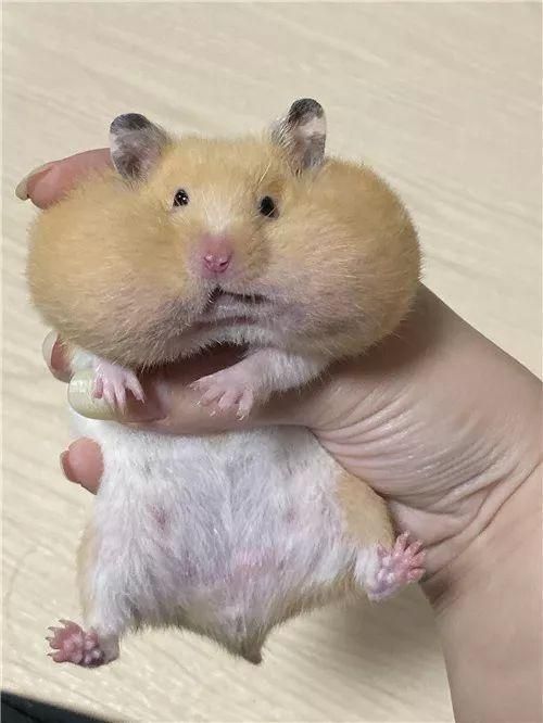 仓鼠暑假怎么办