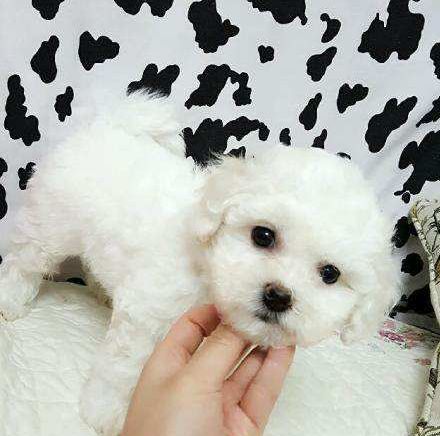 比熊幼犬怎么喂养