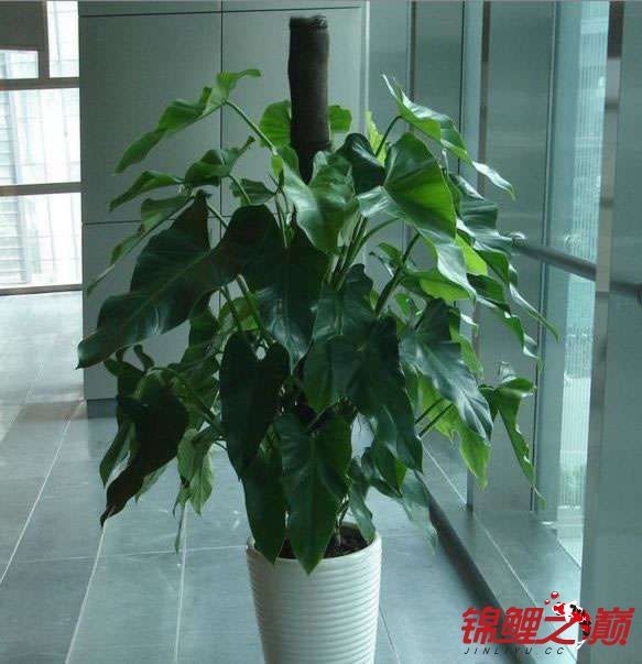 绿宝石.jpg