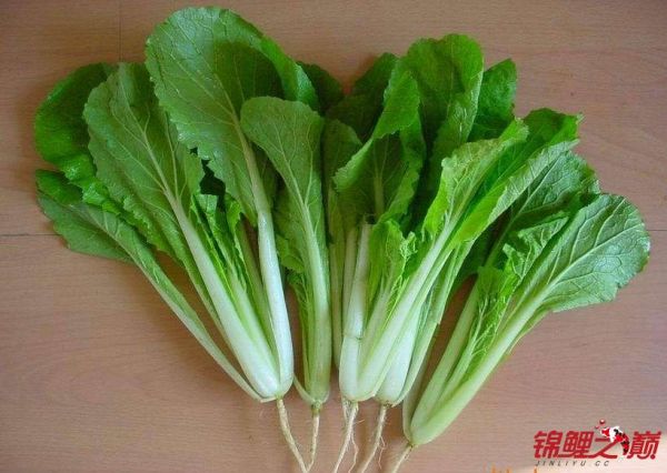小白菜.jpg