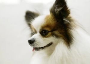 狗能吃山竹壳吗,狗狗十大禁忌食物(狗狗的水果禁忌清单)