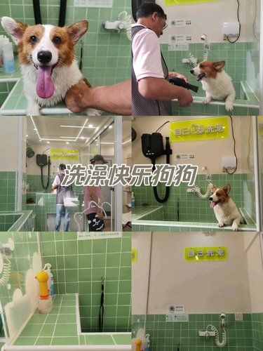 自助洗狗，撸狗快乐