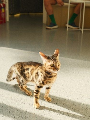 被遗弃的瘸腿小猫如今怎么样了｜宠物医院捡猫记
