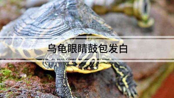 乌龟眼睛鼓包发白