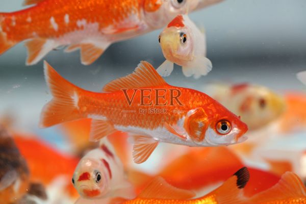 水族馆宠物店的金鱼照片摄影图片