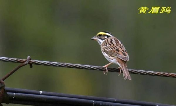 宠物鸟类饲养指南（以棕鹨莺的饲养方法为例，详细介绍养护要点）