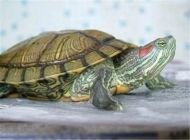 龟白眼病的病因分析