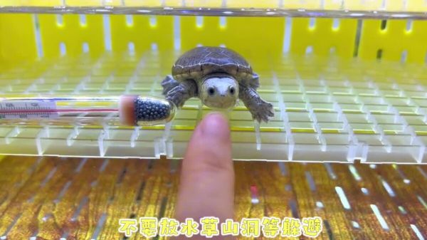 新手养龟必看：窄桥蛋龟饲养指南！