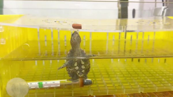 新手养龟必看：窄桥蛋龟饲养指南！