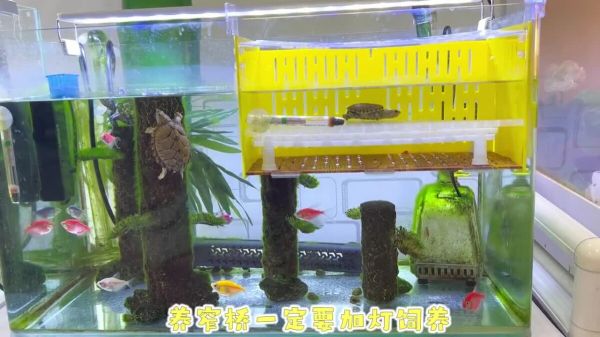 新手养龟必看：窄桥蛋龟饲养指南！