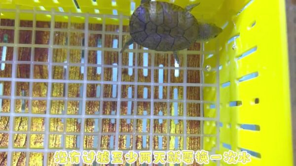 新手养龟必看：窄桥蛋龟饲养指南！