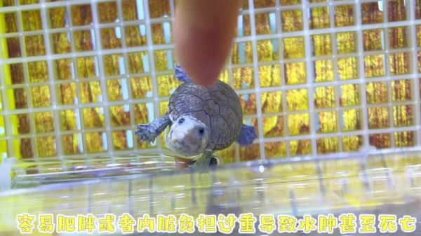 新手养龟必看：窄桥蛋龟饲养指南！