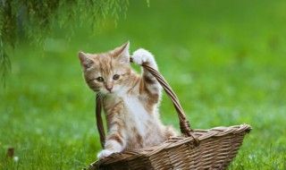 好养的宠物猫 比较好养的宠物猫
