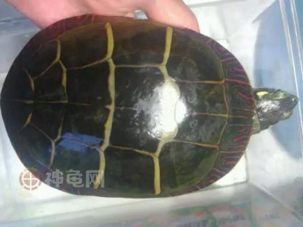 东锦、西锦、南锦、中锦,锦锦难分?