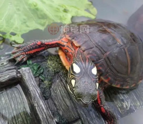 东锦、西锦、南锦、中锦,锦锦难分?