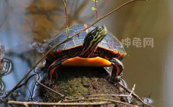 东锦、西锦、南锦、中锦,锦锦难分?