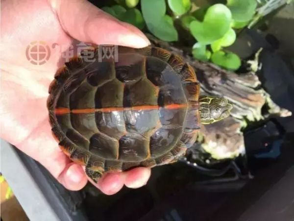 东锦、西锦、南锦、中锦,锦锦难分?