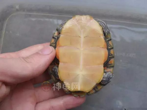 东锦、西锦、南锦、中锦,锦锦难分?