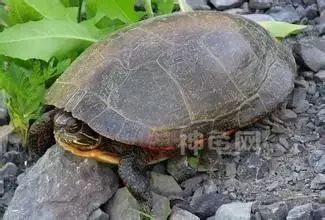 东锦、西锦、南锦、中锦,锦锦难分?