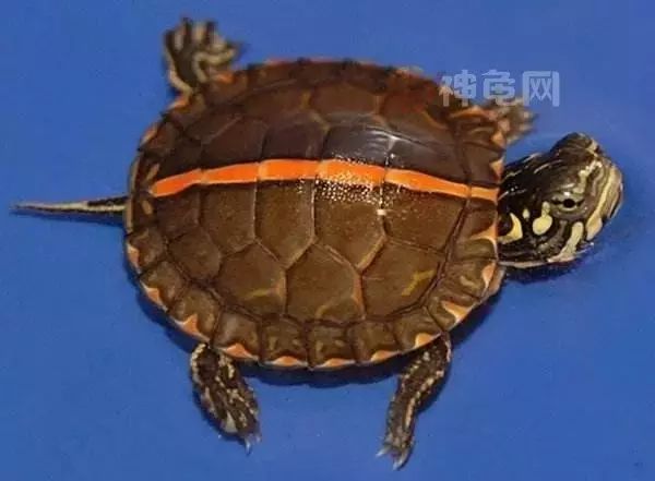 东锦、西锦、南锦、中锦,锦锦难分?