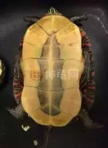 东锦、西锦、南锦、中锦,锦锦难分?