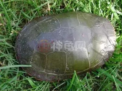 东锦、西锦、南锦、中锦,锦锦难分?