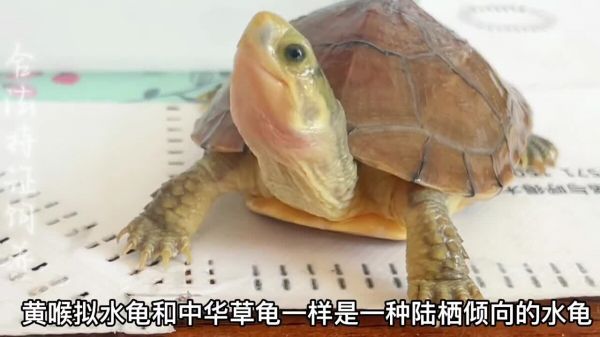 黄喉拟水龟之”小青龟“,颜值高又好养