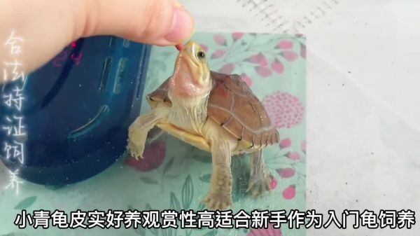 黄喉拟水龟之”小青龟“,颜值高又好养