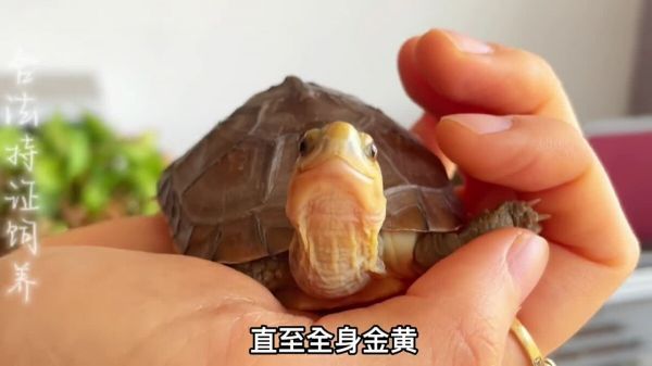 黄喉拟水龟之”小青龟“,颜值高又好养