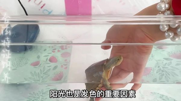 黄喉拟水龟之”小青龟“,颜值高又好养