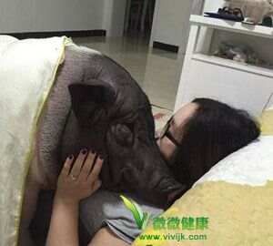 千万别抱170斤宠物猪睡觉 易遭“宠物虫”噬骨