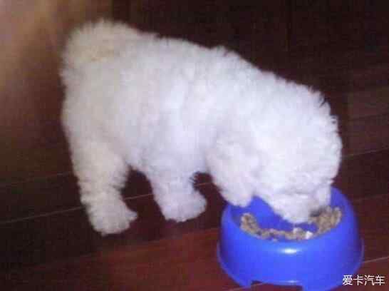 再这样喂食比熊犬，你是在给它的肠胃“上刑”